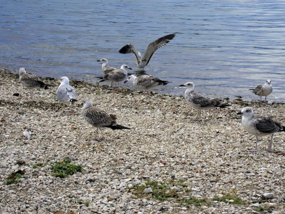 Птица в Примоштен, Хорватия. Фото 4 – фотографии Хорватии