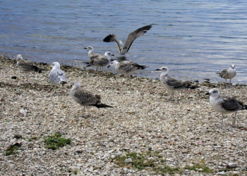 Птица в Примоштен, Хорватия. Фото 4 – фотографии Хорватии