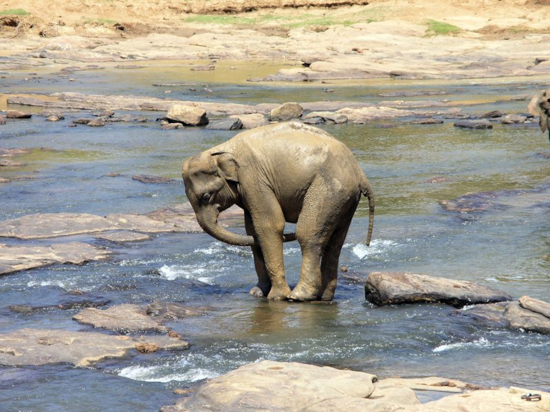 Шри-Ланка, фото № 1127 – фотографии Шри-Ланки