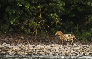 Бауаха-Сонене Национальный Парк (Bahuaja-Sonene National Park) – фотографии Перу