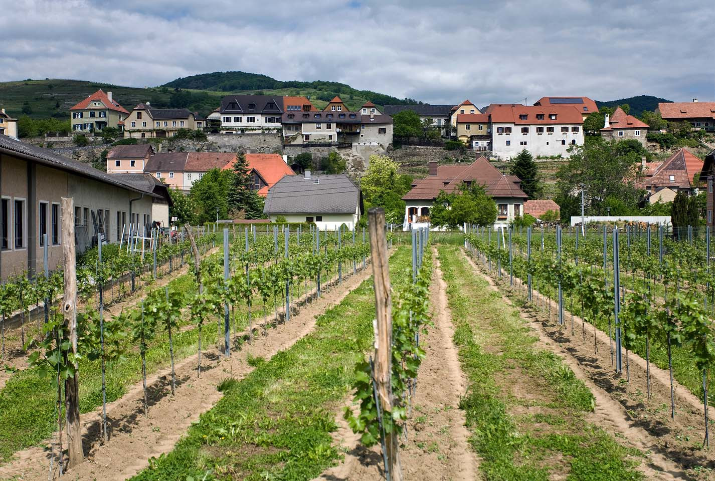 Виноградники – фотографии Австрии