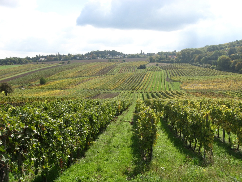 Виноградники Венского леса – фотографии Австрии