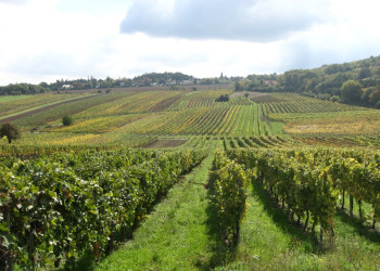 Виноградники Венского леса – фотографии Австрии