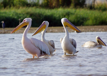 Птицы в Эфиопии. Фото 3 – фотографии Эфиопии