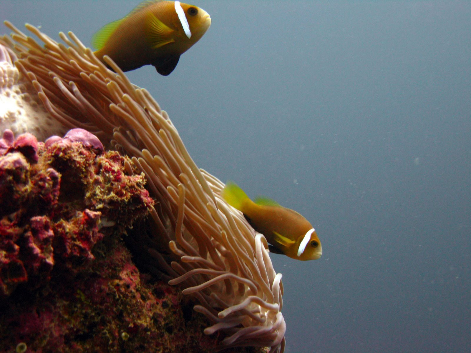 Рыбы на Мальдивах. Фото 8 – фотографии Мальдивских островов