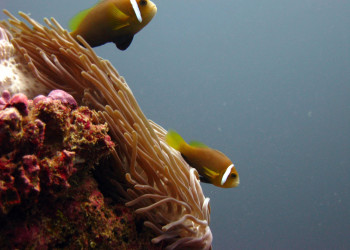 Рыбы на Мальдивах. Фото 8 – фотографии Мальдивских островов