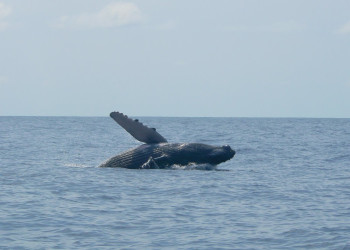 о.Каньо, Пунтаренас провинция, Коста-Рика, фото № 40833 – фотографии Коста-Рики