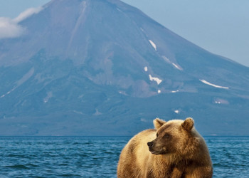 Камчатский мишка – фотографии России