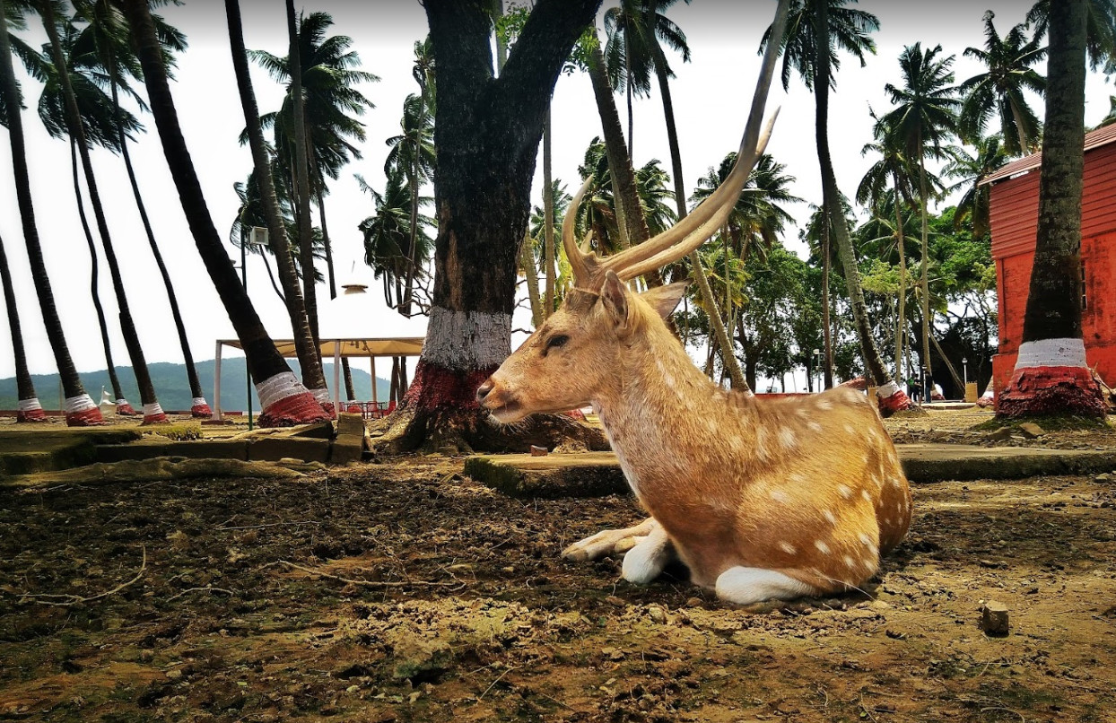 Индийский остров Росс (Ross Island) в Индийском океане – фотографии Индии