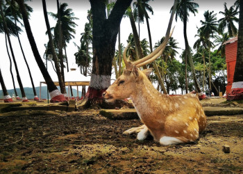 Индийский остров Росс (Ross Island) в Индийском океане – фотографии Индии