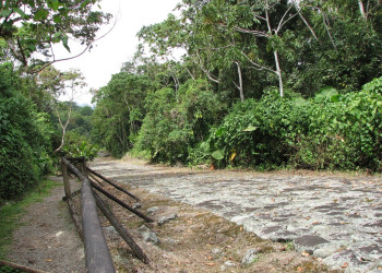 Гуаябо, Картаго провинция, Коста-Рика, фото № 39160 – фотографии Коста-Рики