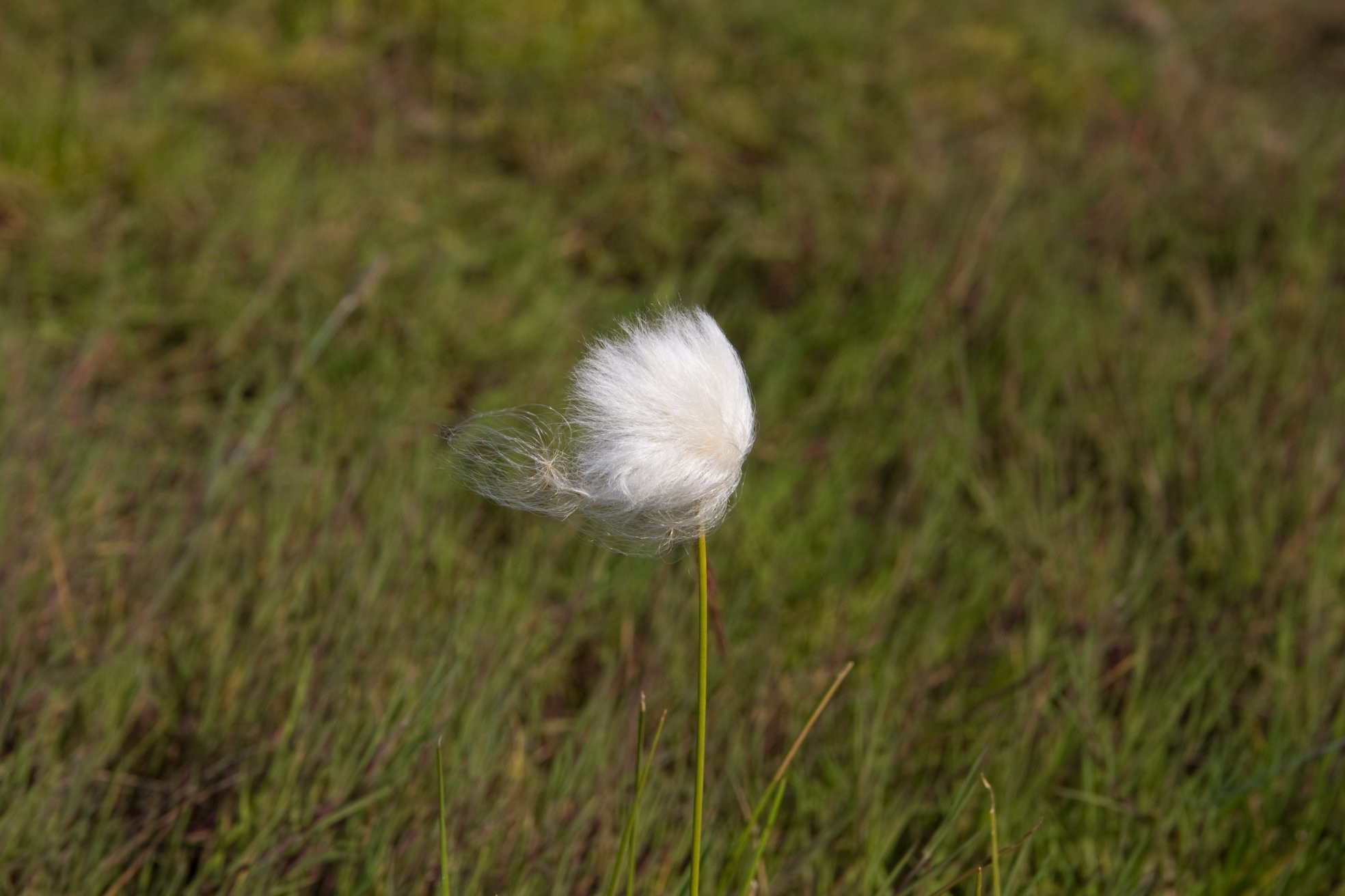Исландия, фото № 4471 – фотографии Исландии