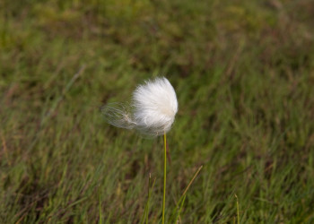 Исландия, фото № 4471 – фотографии Исландии