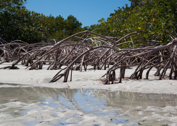Мангровые заросли на Провиденсиалесе – фотографии Тёркс и Кайкос