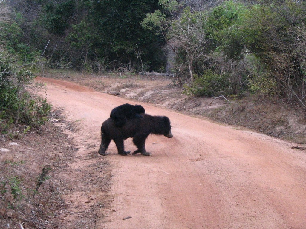 Яла Национальный Парк, Шри-Ланка, фото № 52652 – фотографии Шри-Ланки