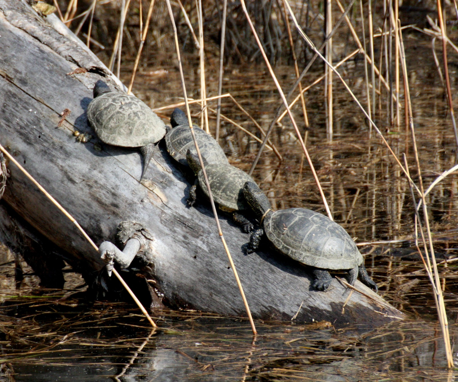 Черепашки в парке Донау-Ауэн (Donau-Auen) или Пойма Дуная – фотографии Австрии