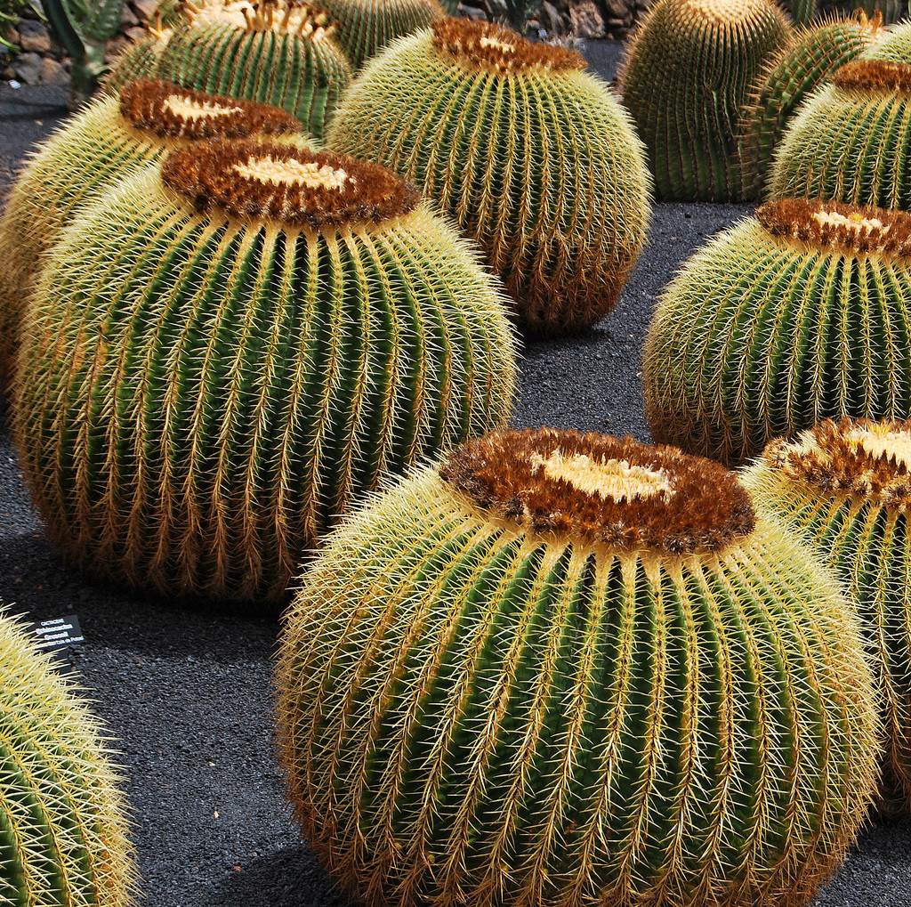 Кактусовый сад на Лансароте – фотографии Канарских островов