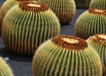 Кактусовый сад на Лансароте – фотографии Канарских островов