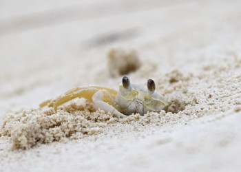 Ракообразный на острове Крукед Айленд, Багамские острова – фотографии Багамских островов