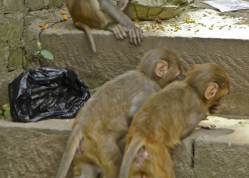 Обезьянки – фотографии Непала