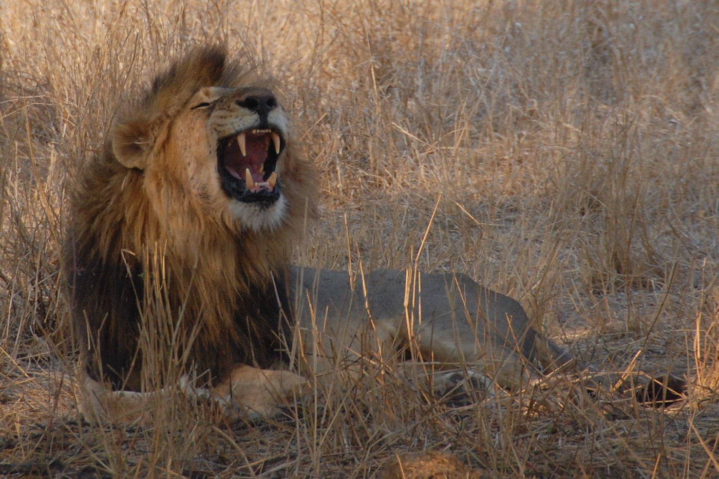 Kruger_lion – фотографии ЮАР