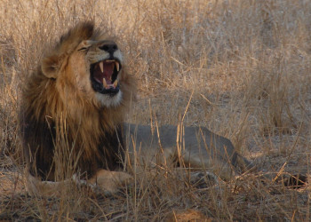 Kruger_lion – фотографии ЮАР