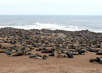 Тюлени – фотографии Намибии
