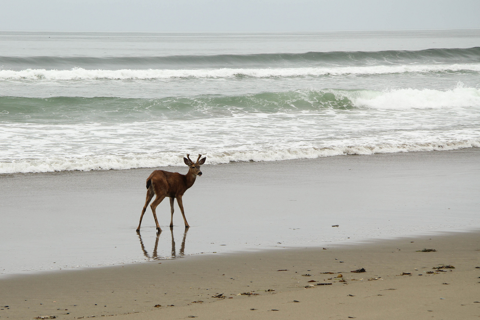 Олимпик (национальный парк). США. Фото 8 – фотографии США