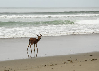 Олимпик (национальный парк). США. Фото 8 – фотографии США