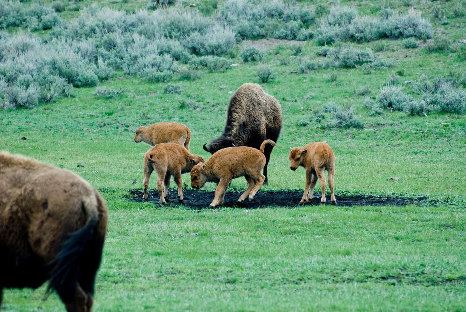 Йеллоустоун Национальный Парк, Вайоминг штат, США, фото № 67737 – фотографии США