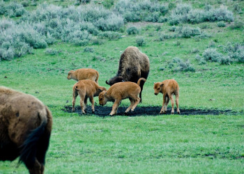 Йеллоустоун Национальный Парк, Вайоминг штат, США, фото № 67737 – фотографии США