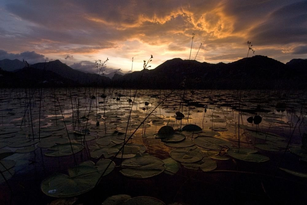 Закат в Скадарском озере, Черногория. Фото 3 – фотографии Черногории