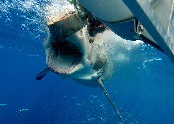 Australia – фотографии Австралии