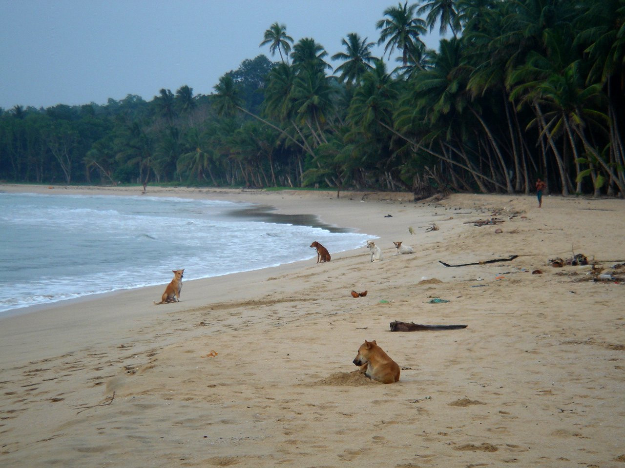 Диквелла, Шри-Ланка, фото № 51130 – фотографии Шри-Ланки