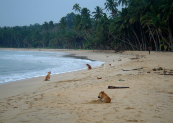 Диквелла, Шри-Ланка, фото № 51130 – фотографии Шри-Ланки