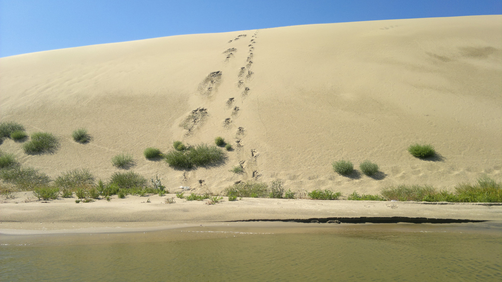 Песчаные дюны на Куршской косе – фотографии России