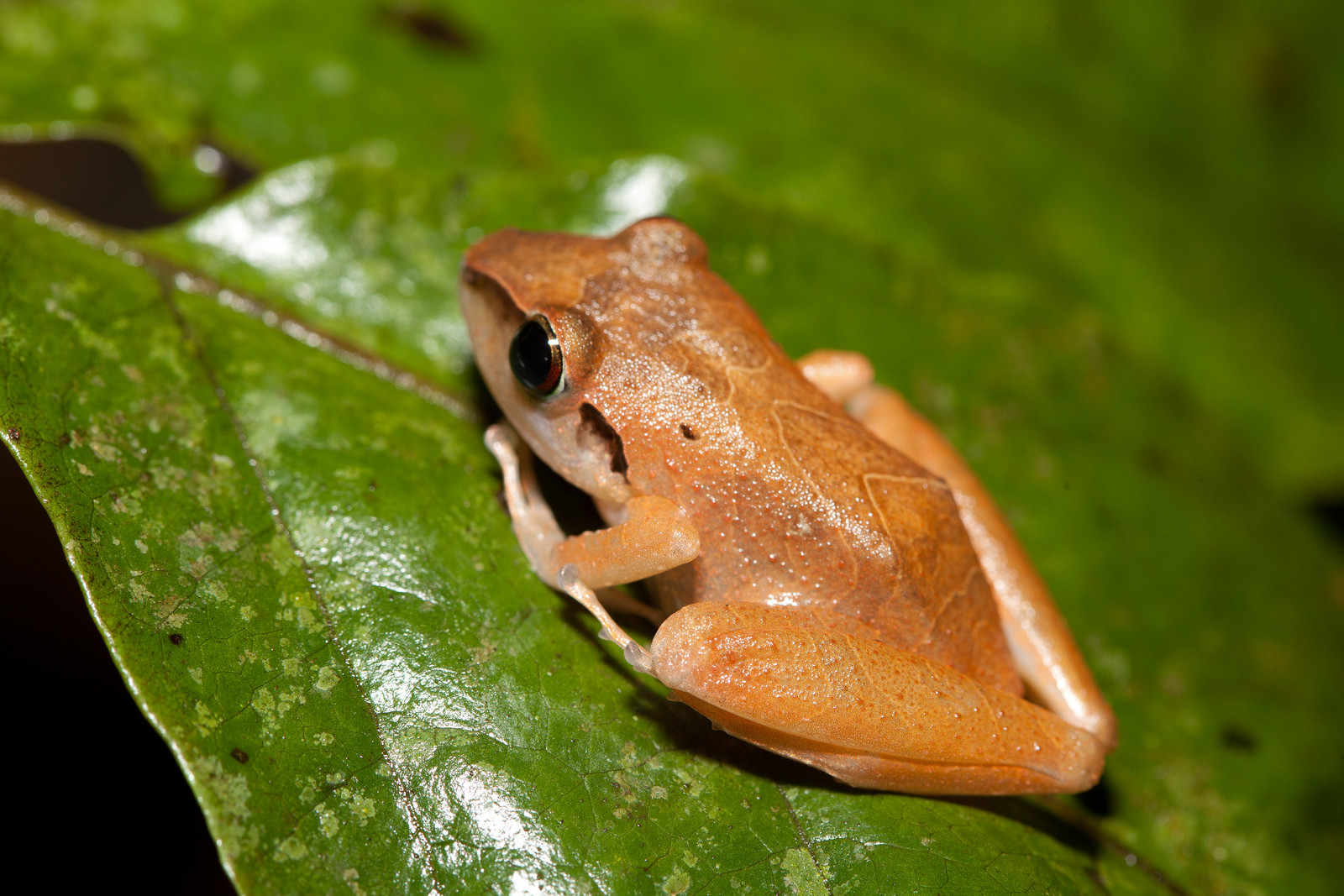 Лягушка в национальном парке Ману (Manu National Park) – фотографии Перу