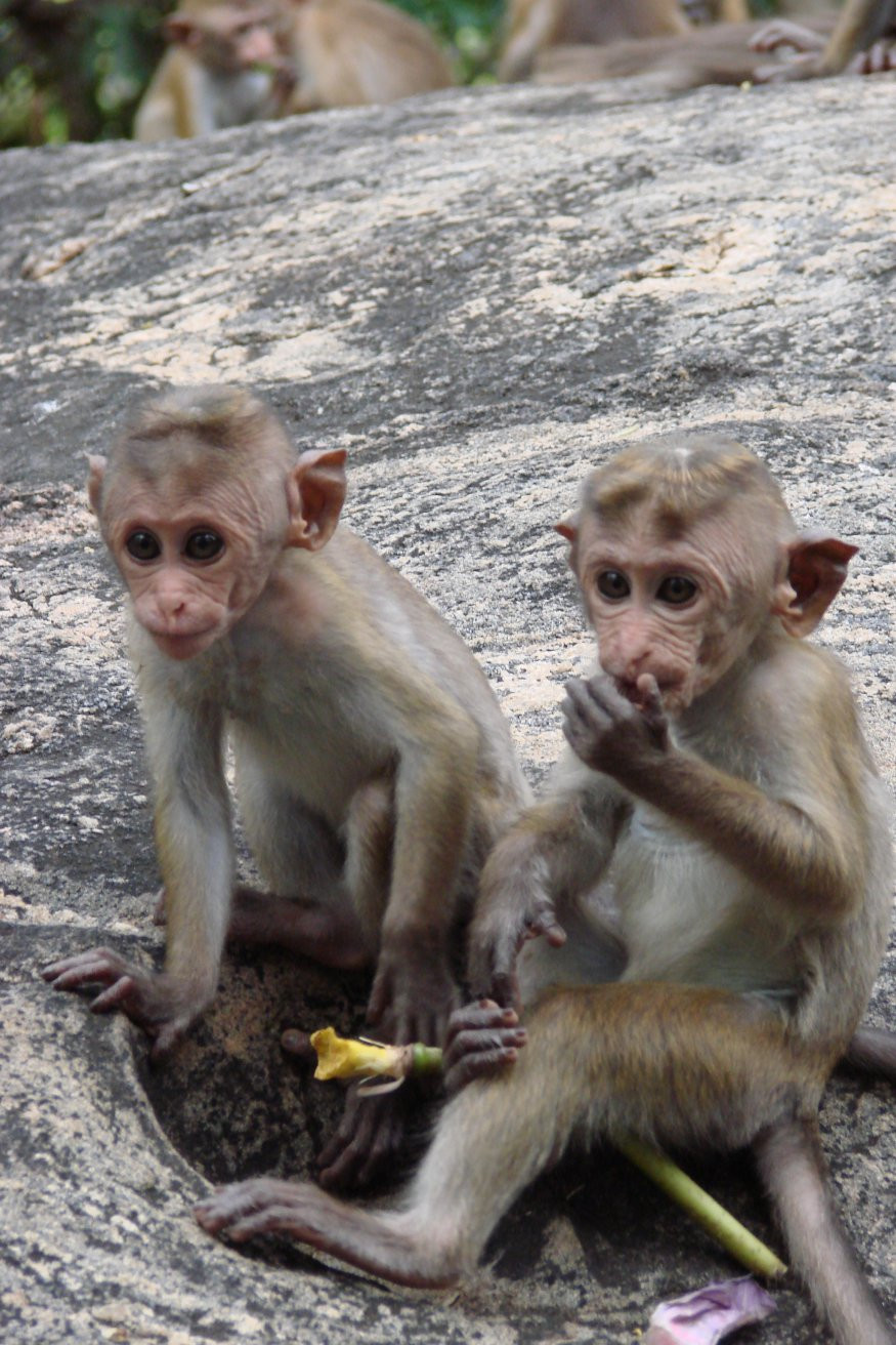 Дамбулла, Шри-Ланка, фото № 51023 – фотографии Шри-Ланки
