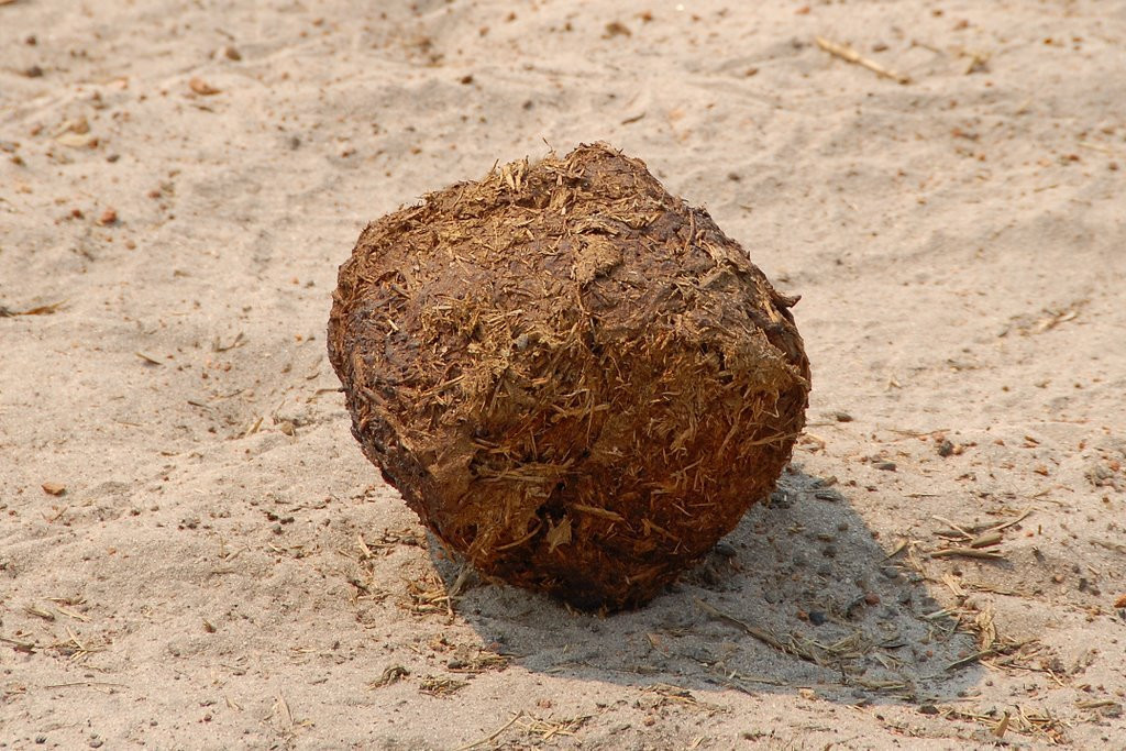 elevandi_pabul – фотографии Ботсваны