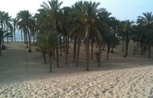 Эль-Ариш, Египет, фото № 71485 – фотографии Египта