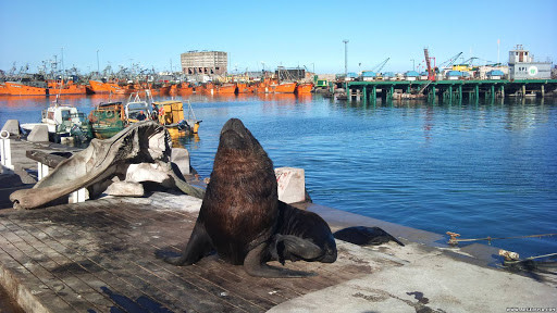Морской котик. Мар Дель Плата. Аргентина. – фотографии Аргентины