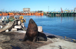 Морской котик. Мар Дель Плата. Аргентина. – фотографии Аргентины