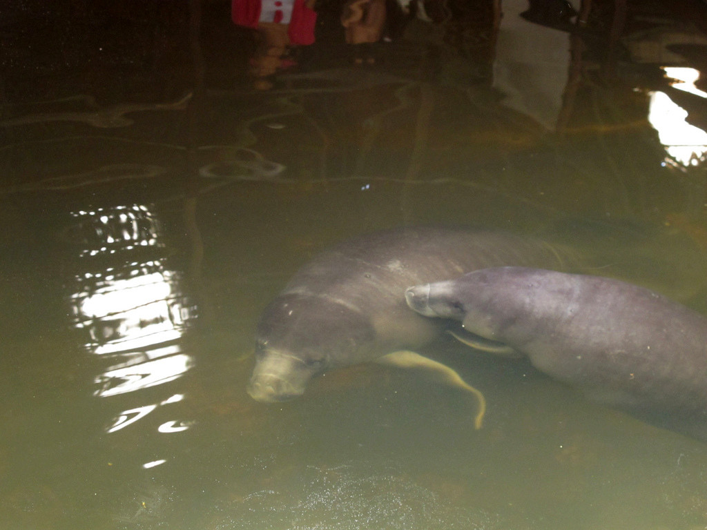 Центр спасения амазонских ламантинов – фотографии Перу