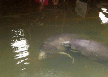 Центр спасения амазонских ламантинов – фотографии Перу