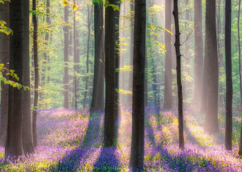 Лес Халлербос или Синий лес (The Hallerbos) в Брюсселе, Бельгия – фотографии Бельгии