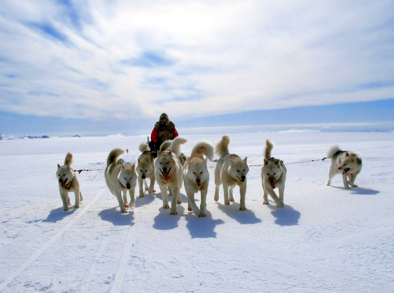 Собачьи упряжки в Гренландии – фотографии Гренландии
