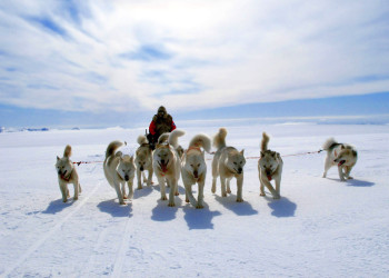 Собачьи упряжки в Гренландии – фотографии Гренландии