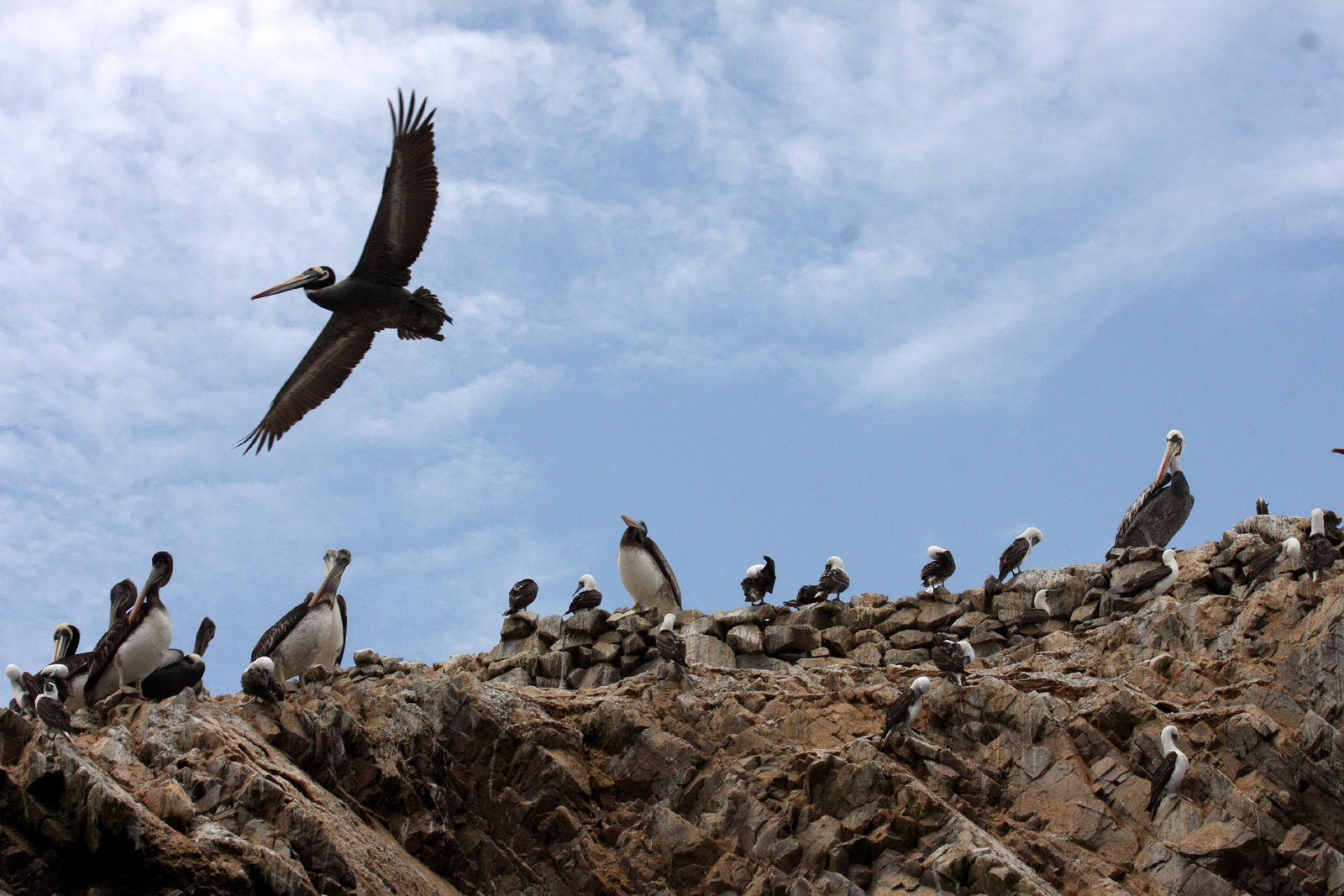 Пернатые обитатели островов Бальестас – фотографии Перу