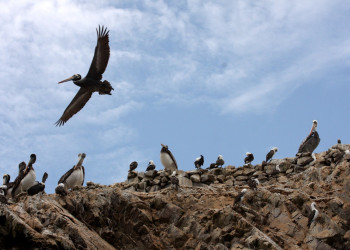 Пернатые обитатели островов Бальестас – фотографии Перу