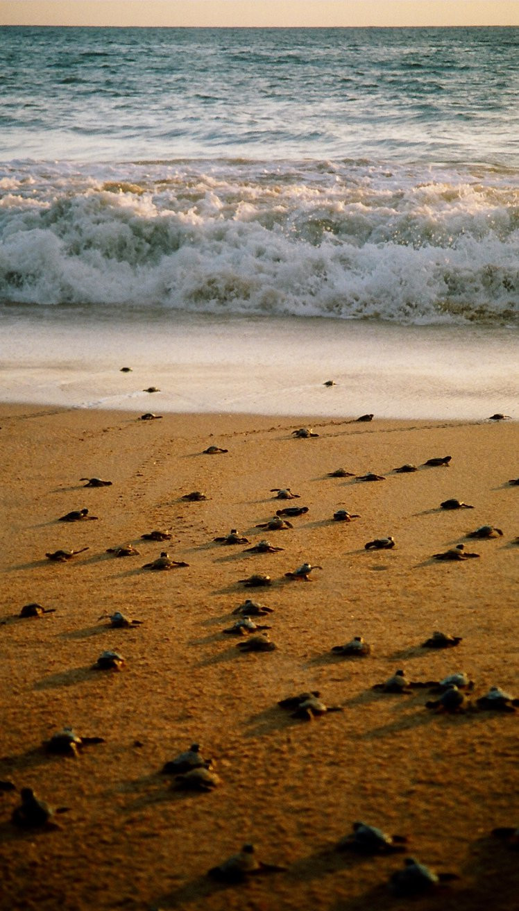 Коcгода, Шри-Ланка, фото № 51521 – фотографии Шри-Ланки